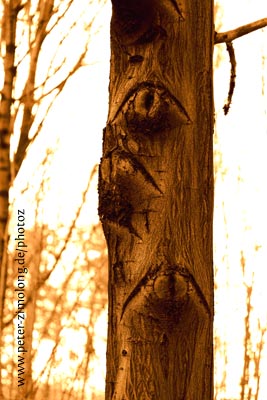 Bäume - Augenblicke I - P. Zimolong 2006