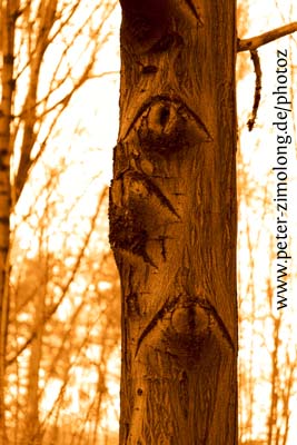Bäume - Augenblicke II - P. Zimolong 2006