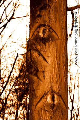 Bäume - Augenblicke III - P. Zimolong 2006