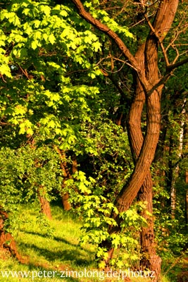 Bäume - Tanz I - P. Zimolong 2005