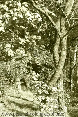 Bäume - Tanz II - P. Zimolong 2005