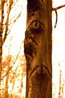 bäume - augenblicke I  (peter zimolong - 2006)