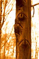 bäume - augenblicke II  (peter zimolong 2006)