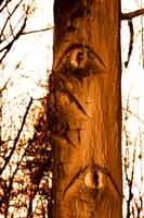 bäume - augenblicke III  (peter zimolong 2006)