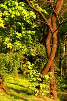 bäume - tanz I  (peter zimolong - 2005)