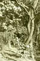 bäume - tanz II  (peter zimolong 2005)